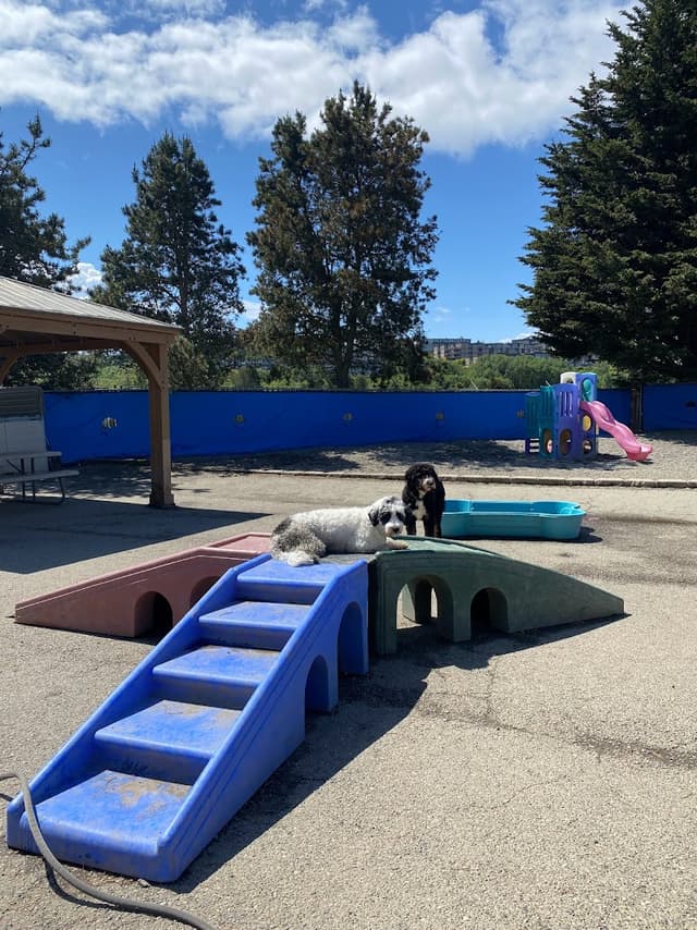 Blue Collar Doghouse photo 2