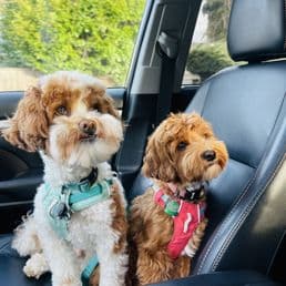 Blue Collar Doghouse photo 3