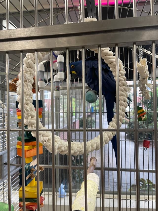 Denise's Parrot Place photo 1