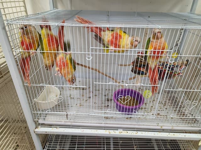 Denise's Parrot Place photo 2