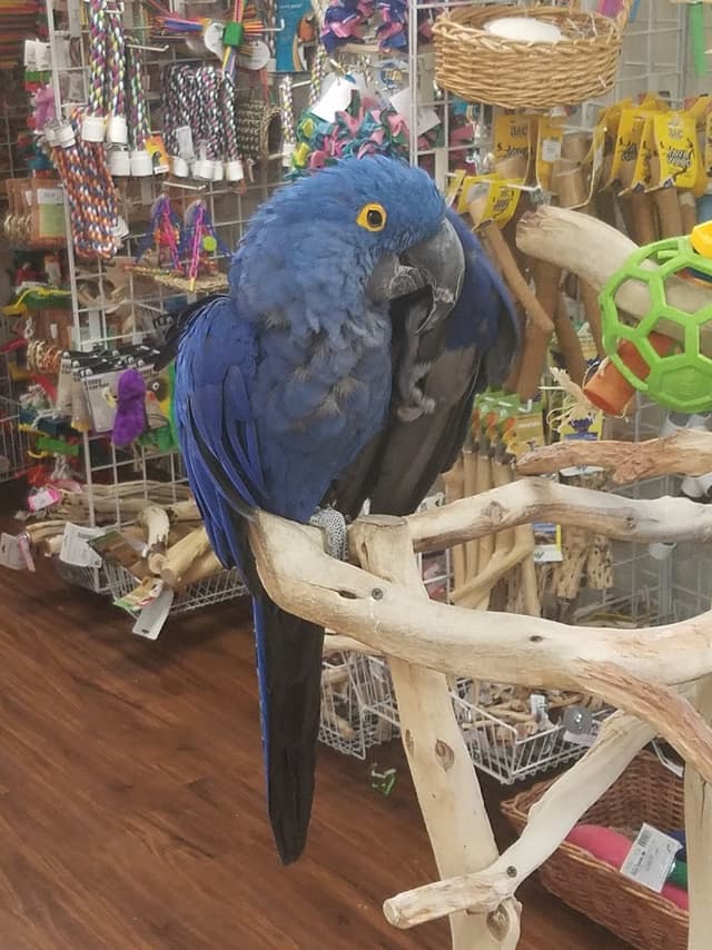 Denise's Parrot Place photo 3