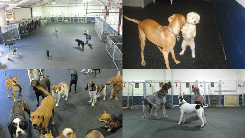 Metro Dog - Indoor Dog Park in Seattle, WA | Indoor Dog Park