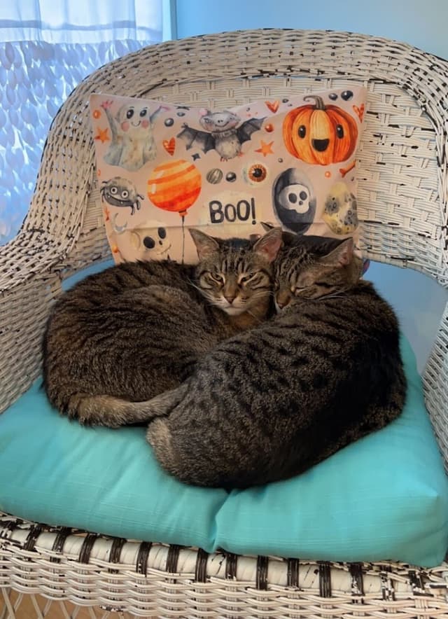 The Whole Cat and Kaboodle photo 3