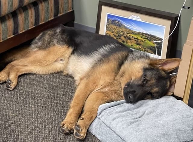 K9 Country Club Pet Center photo 2