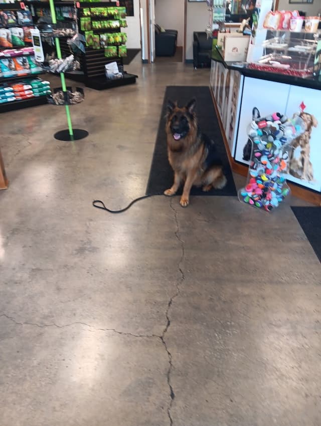 K9 Country Club Pet Center photo 3