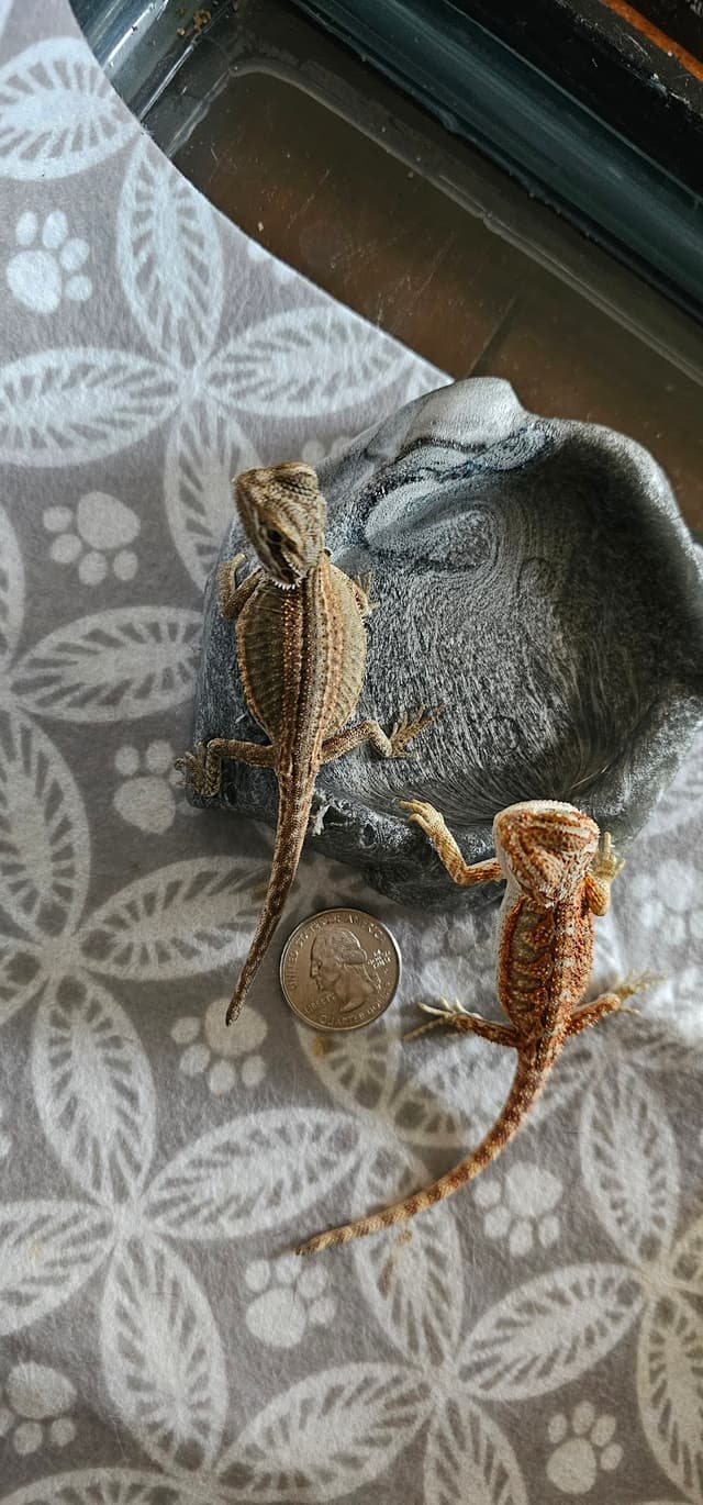 Northwest Terraria photo 3