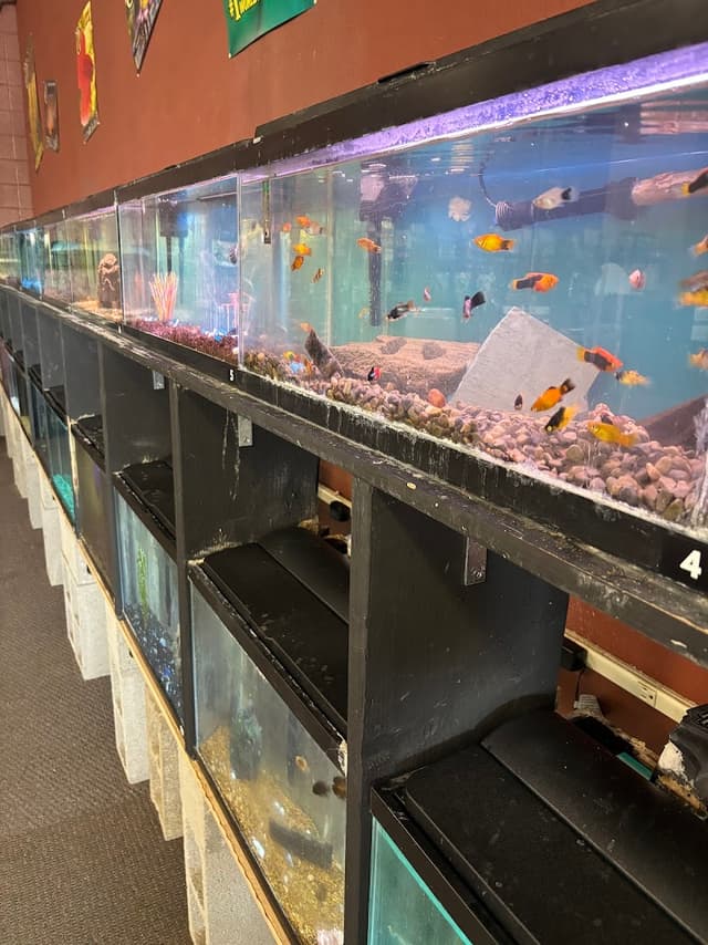 Pet Paradise photo 3