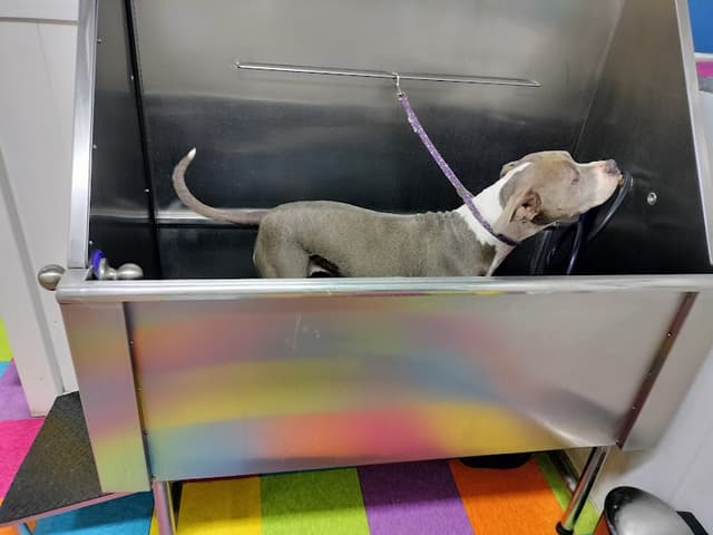 The Yuppy Puppy photo 3