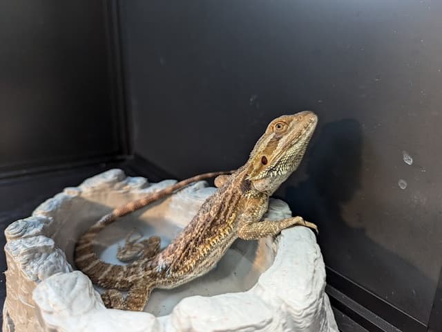 Pacific Northwest Aquatics and Exotics Rescue photo 3