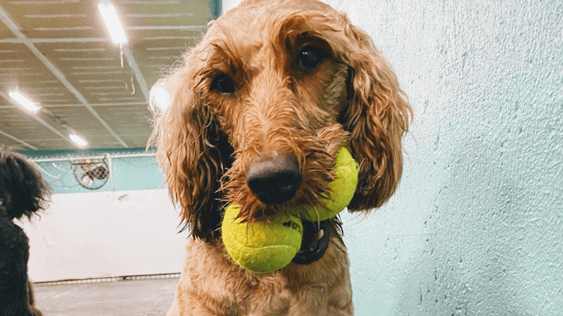 Positive Approach Dog Training & Daycare - Indoor Dog Park in Tacoma, WA | Indoor Dog Park