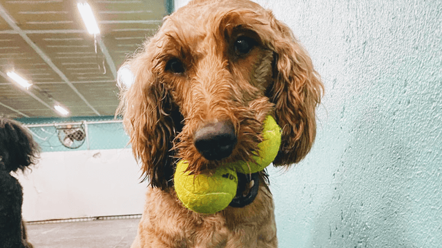 Positive Approach Dog Training & Daycare photo 1