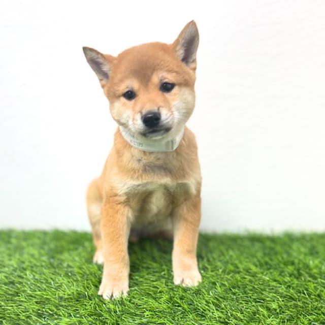 Puppyland Puyallup photo 3