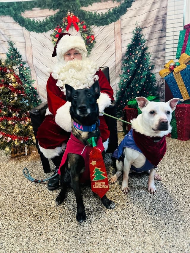 The Pet Brigade photo 2