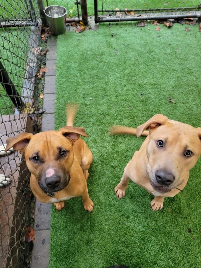 The Pet Brigade photo 3