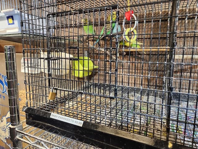 Alley Cat Pet Center photo 3