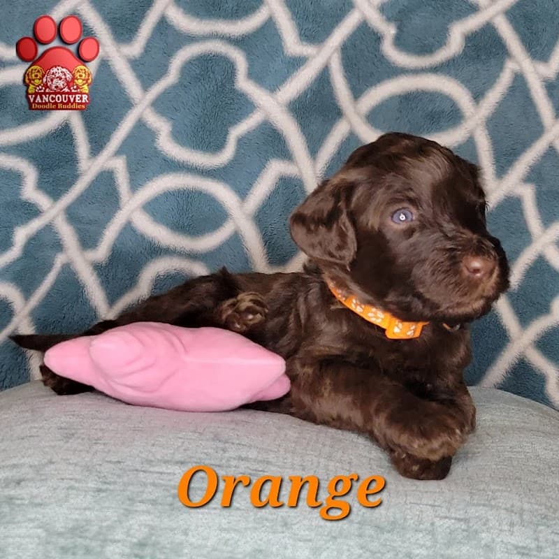 Vancouver Doodle Buddies - Indoor Dog Park in Vancouver, WA | Indoor Dog Park