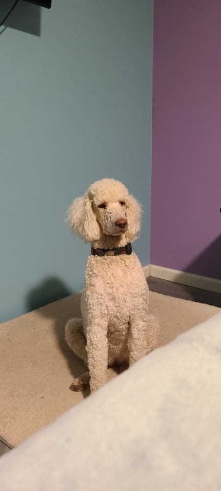 Vancouver Doodle Buddies photo 2