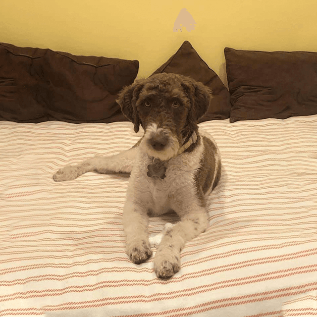 Vancouver Doodle Buddies photo 3