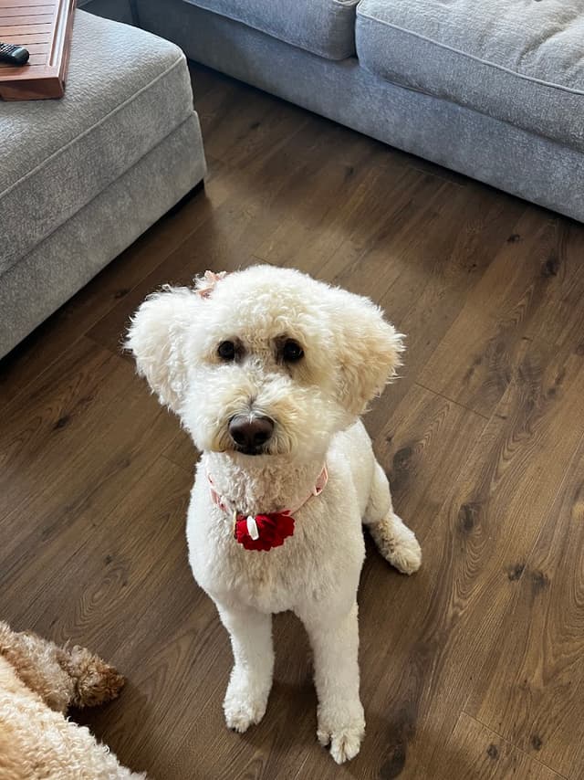 EarthWise Pet Supply & Grooming Yakima photo 3