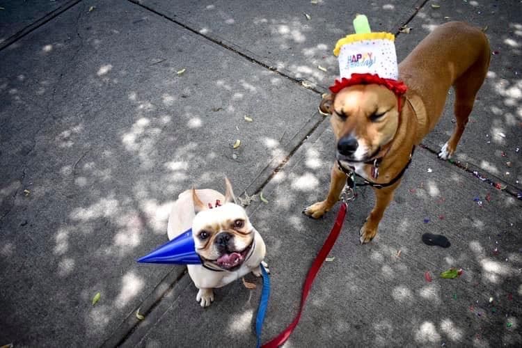 Your Spoiled Pets