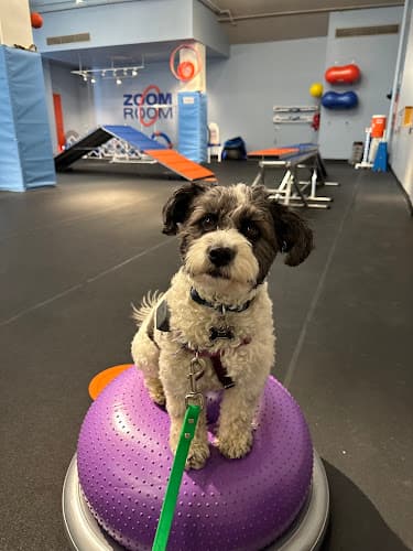 Zoom Room Dog Training