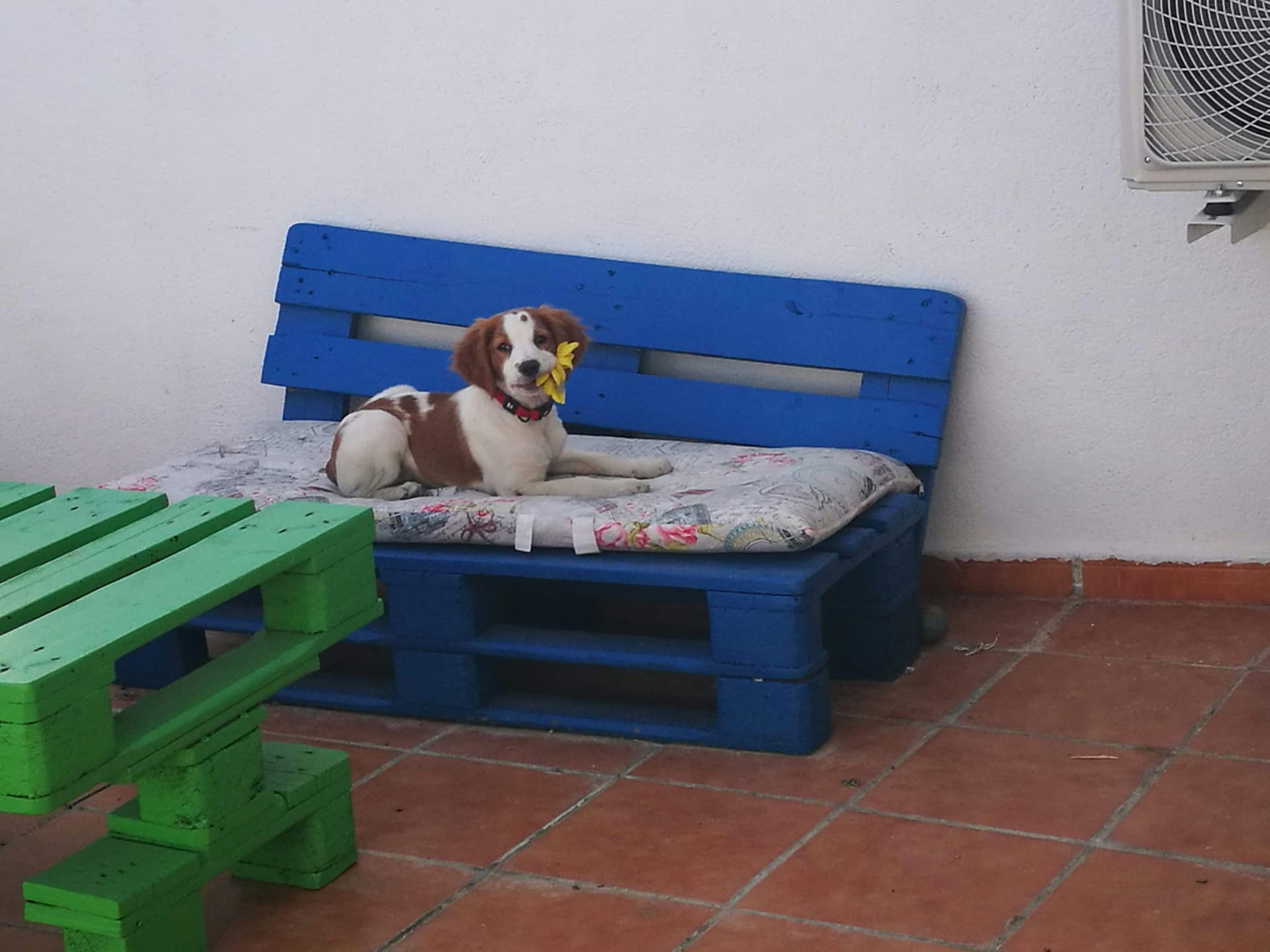 Best Indoor Dog Parks in New York City: Complete Guide for NY Pet Parents