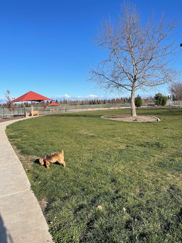 North Natomas Regional Dog Park photo 1