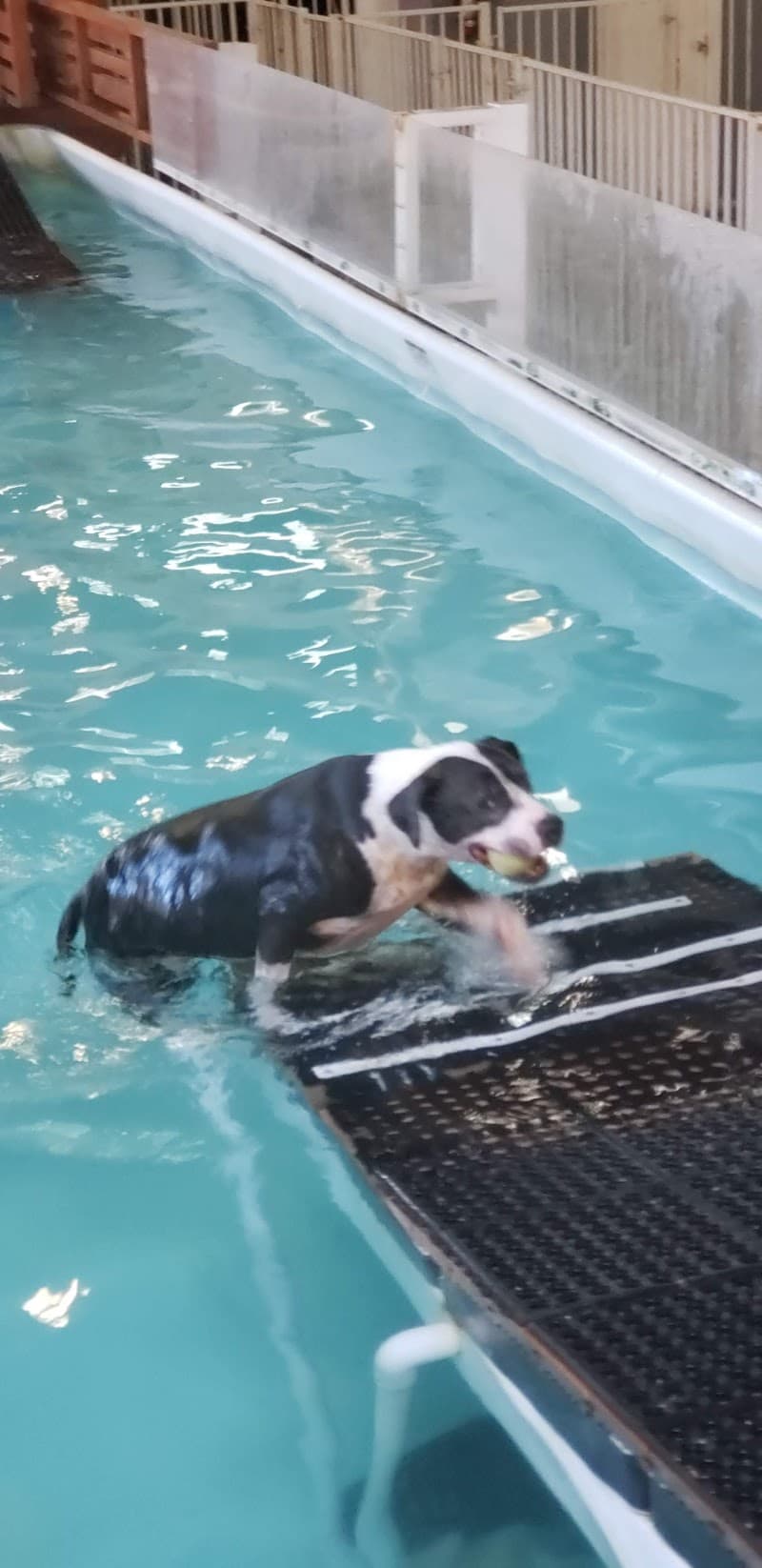 Doggie Central - Dog Park in Los Angeles, CA | Indoor Dog Park