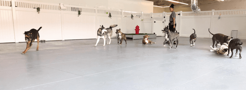 Oh Hello Dog: DTLA Dog Daycare & Boarding - Dog Park in Los Angeles, CA | Indoor Dog Park