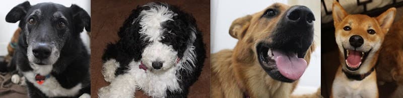 The Wags Club - Dog Park in Los Angeles, CA | Indoor Dog Park