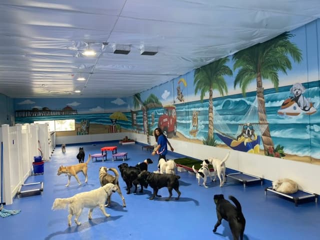 Doggie Daycare...And More photo 1