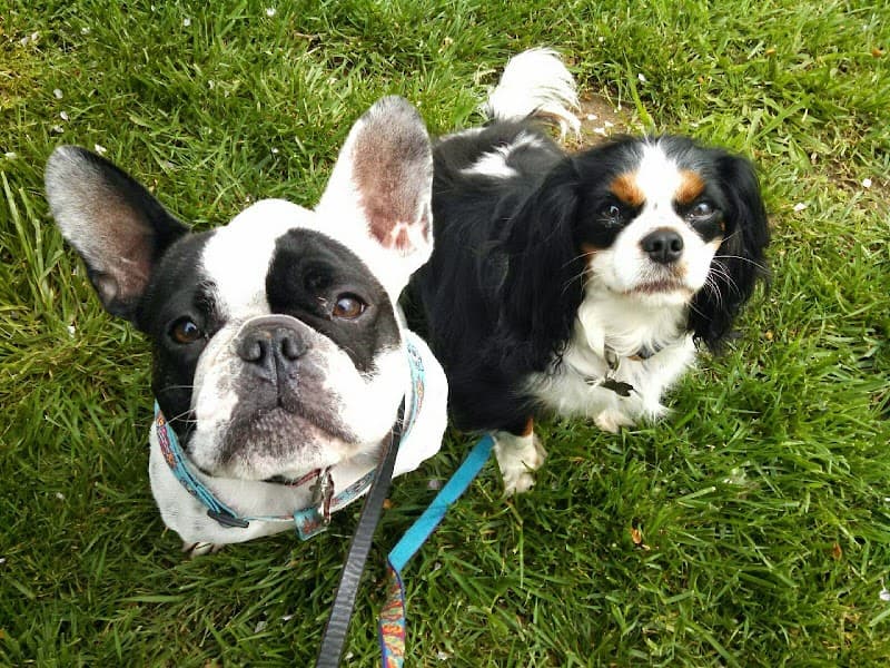 Doggie Bed & Breakfast - Dog Park in Sacramento, CA | Indoor Dog Park