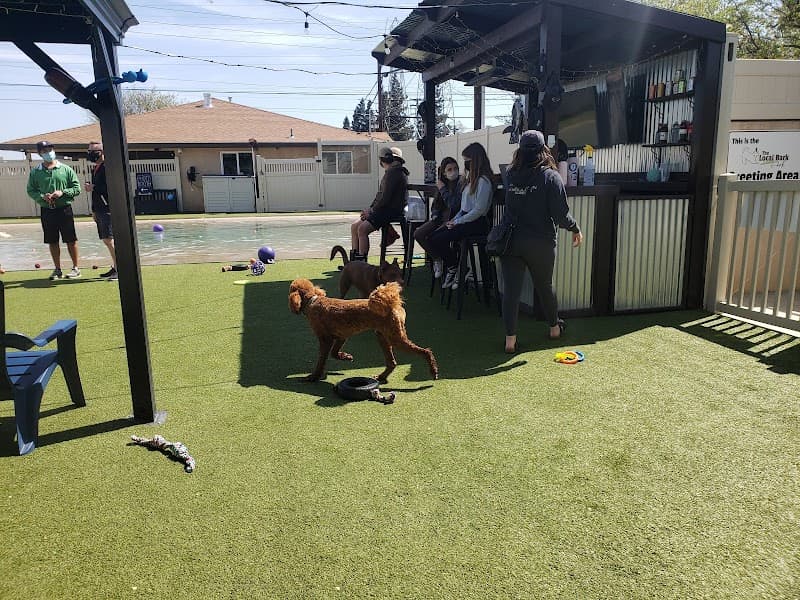The Local Bark Park - Dog Park in Sacramento, CA | Indoor Dog Park