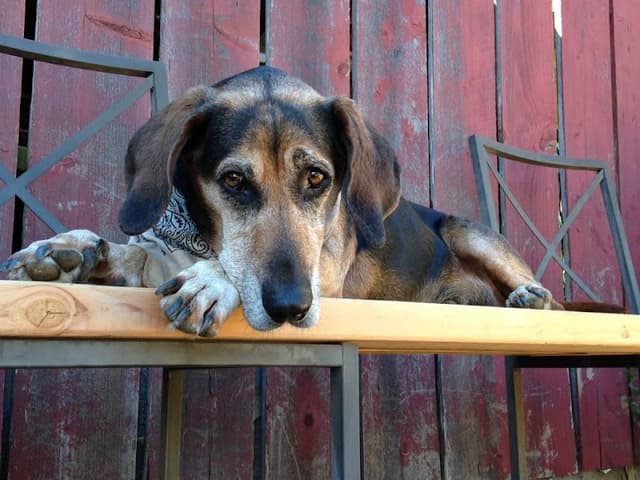 Hang Around Hound photo 1