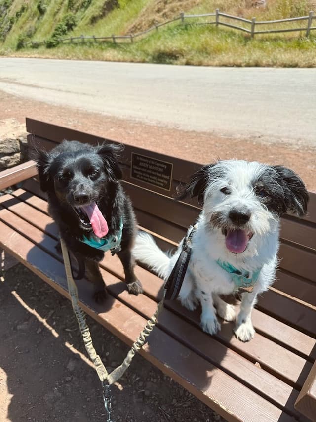 Pacha Dog Care photo 1