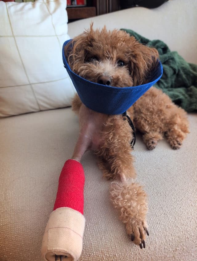 SF Puppy Love photo 1