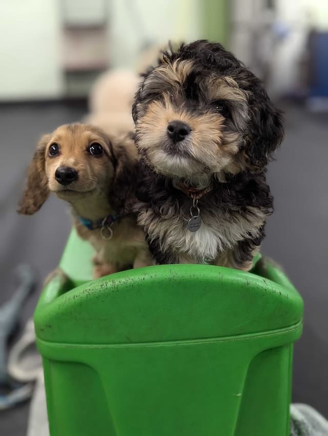 SF Puppy Prep photo 1