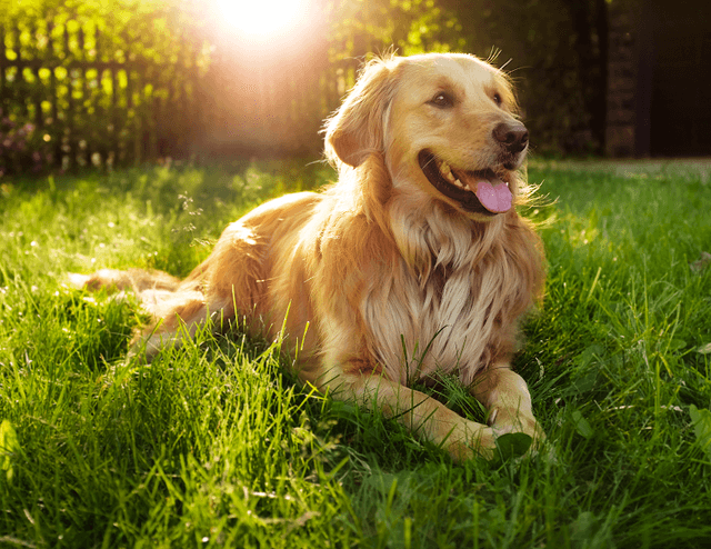 Pet Evolution - Mill Creek, WA - Grooming | Self-Wash | Healthy Food | Mobile Nail Trim photo 1