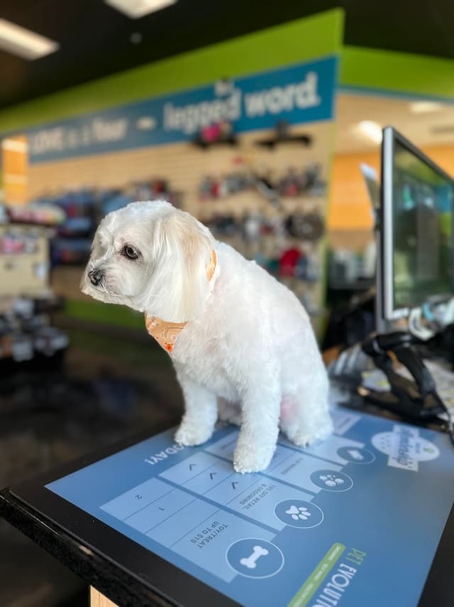 Pet Evolution - Mill Creek, WA - Grooming | Self-Wash | Healthy Food | Mobile Nail Trim photo 3