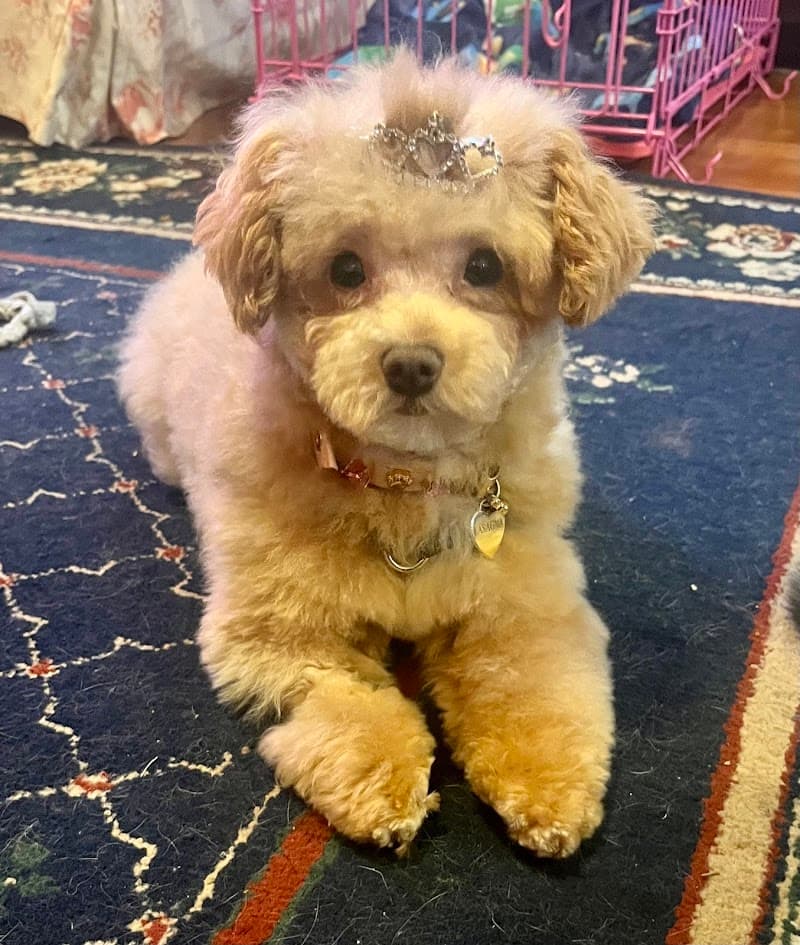 Poodie's Pet Palace - Indoor Dog Park in Kent, WA | Indoor Dog Park