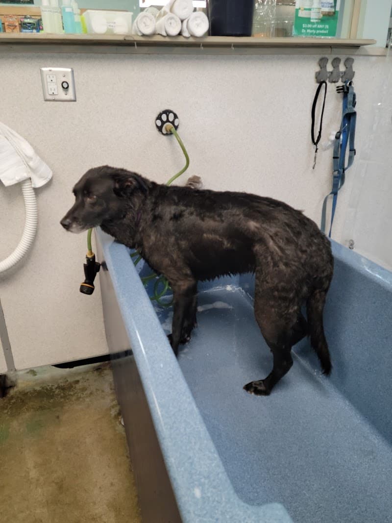 The Soggy Doggy - Indoor Dog Park in Kent, WA | Indoor Dog Park