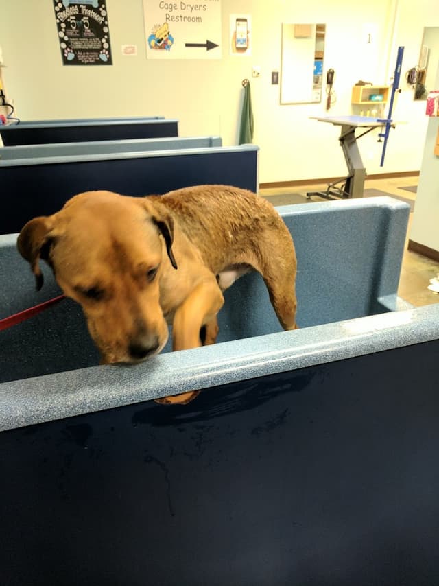 The Soggy Doggy photo 2