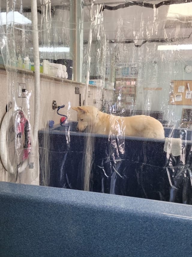 The Soggy Doggy photo 3