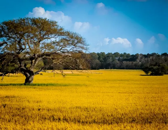 Princeton dog park landscape
