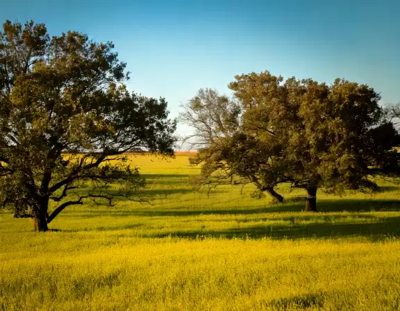 Prosper dog park landscape