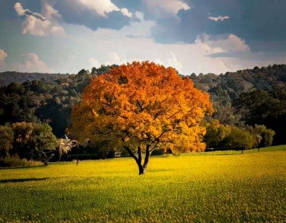 Richardson dog park landscape