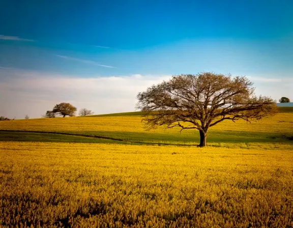 Robstown dog park landscape