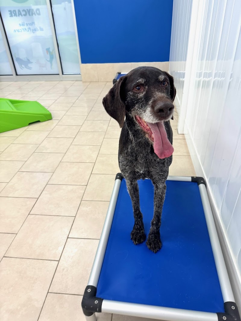 Hounds Town - Atlanta - Roswell photo 2