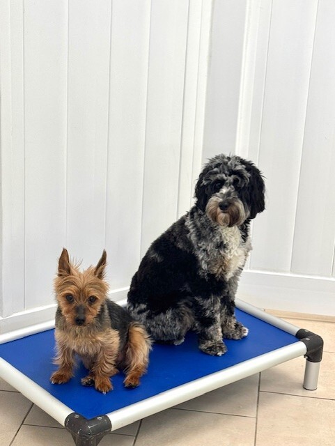 Hounds Town - Atlanta - Roswell photo 3