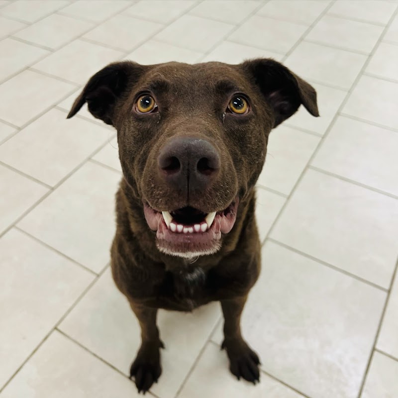 Hounds Town - Atlanta - Roswell photo 4